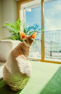 Close-up of cat against sky