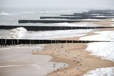 Vintage long wooden breakwaters stretching far out to sea, winter baltic sea landscape. seagulls