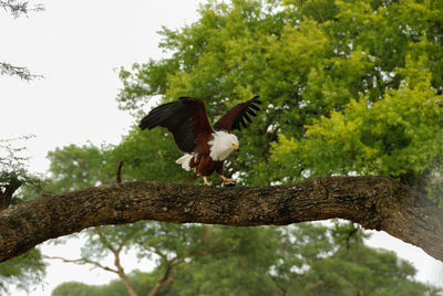 Low angle view of birds perching on tree