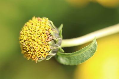 Close-up of yellow flowering plant