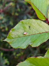 High angle view of insect on leaves