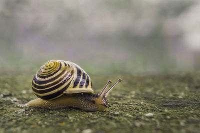Close-up of snail