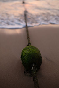 High angle view of leaf on beach
