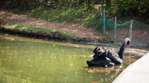 Horse in water