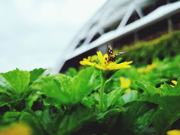 Close-up of insect on flower
