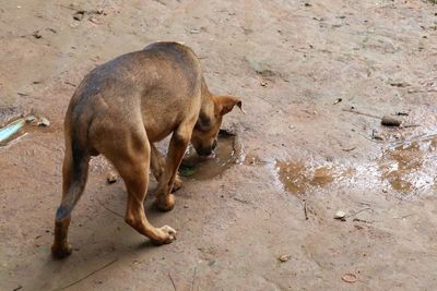 High angle view of a dog