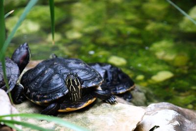 Sea turtles on rocks at lake