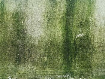 Full frame shot of grass