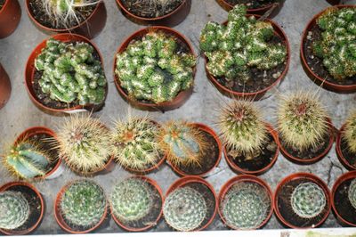 High angle view of potted plants