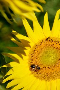 A sunflower with a bee