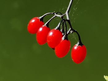 Close-up of red berries on plant