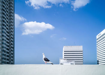 Low angle view of seagulls perching on building