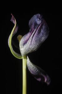 Close-up of purple flower against black background