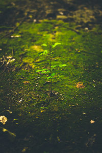 Close-up of plants growing in water