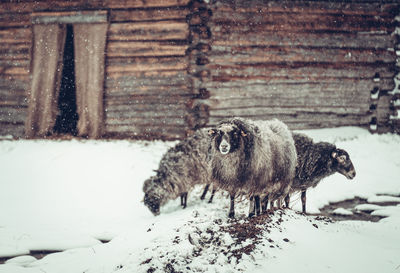 Sheep on snow covered wood