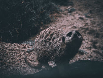 Close-up of meerkat