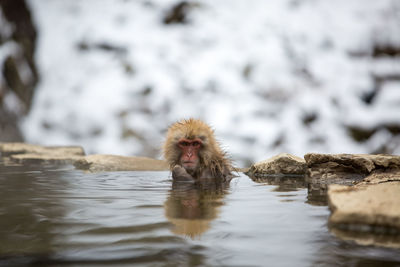 Monkey on a lake