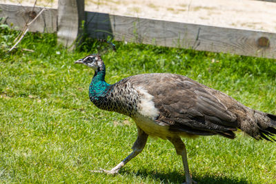 Close-up of peacock on field