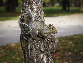 Grey squirrel on a tree ready to jump