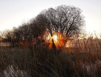 Bare tree on field against sky during sunset