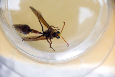 Close-up of spider on glass table