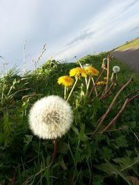 Close-up of flowers growing in field