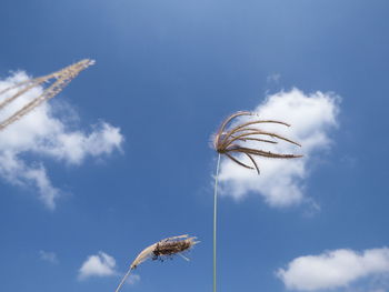 Low angle view of a bird flying