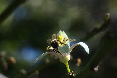 Close-up of white flowering plant