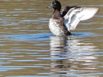 Duck swimming in lake