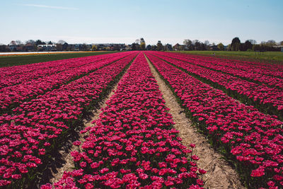 Red tulip flowers in field