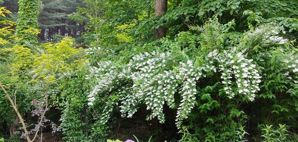 High angle view of flowering trees in forest