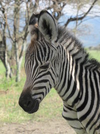 A heartbreaking moment - the orphaned zebra foal surely will be prey tonight