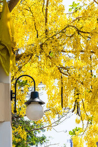 Yellow hanging tree against built structure