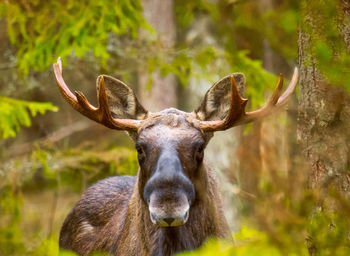 Close-up of goat