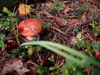 Close-up of plant growing on field