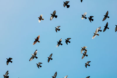 Low angle view of birds flying in sky