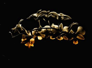 Close-up of flowering plant against black background