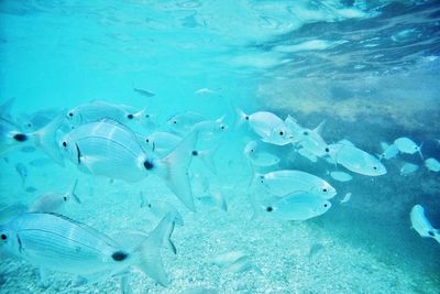 Fish swimming in sea