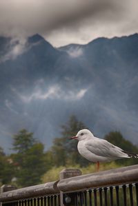 Close-up of bird perching on railing against sky