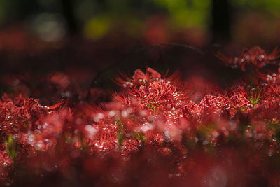 Close-up of red flowering plant