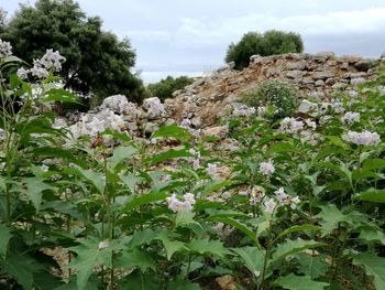 Close-up of flowering plant