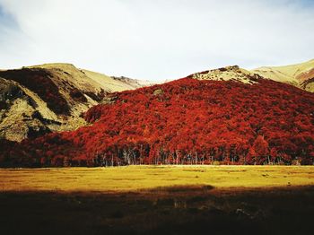 Scenic view of landscape against clear sky