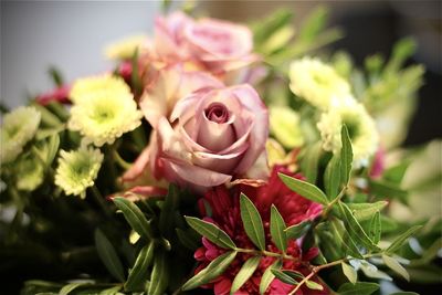 Close-up of pink flowering plant