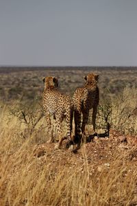 Cheetah walking on field against clear sky