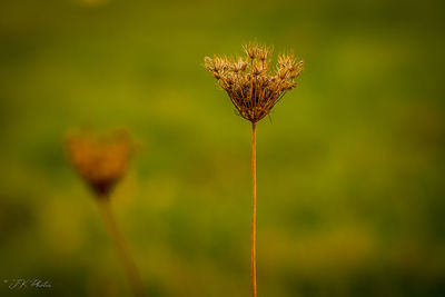 Close-up of wilted plant on field