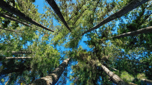 Low angle view of trees in forest