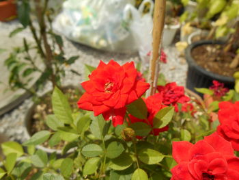 Close-up of red flowers