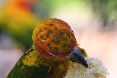 Close-up of a bird picking up corn seed