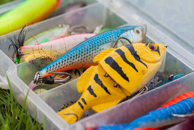 Close-up of fish for sale