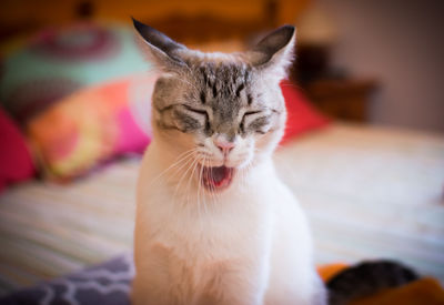 Close-up portrait of cat yawning